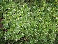 White-Edged Swedish Ivy / Plectranthus coleoides 